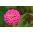 thumbnail image 2 of 250 LUMINOSA PINK ZINNIA Elegans Flower Seeds, 2 of 7