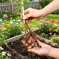 thumbnail image 5 of Exotic Vibrant Clematis for Cultivation-(Non Artificial))-Blossom Every Year, Rapid Growth, Indoor Ornament-Elegant Present Yard-Decorative-High Grade Garden Supports, 5 of 8