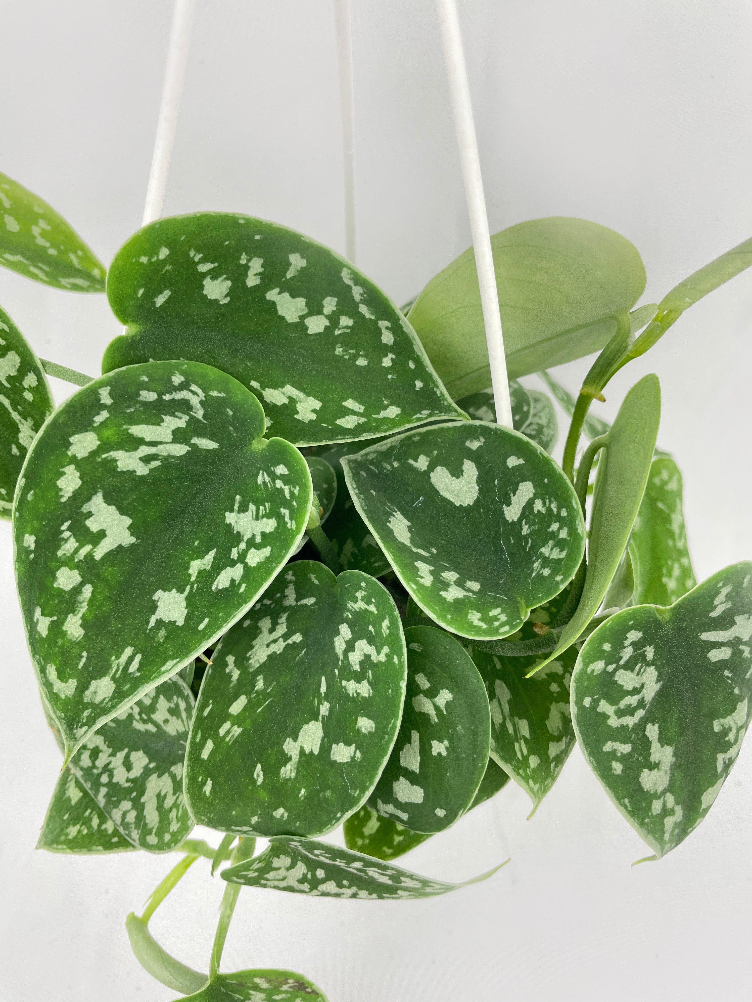 Scindapsus Pictus 'Argyraeus' Satin Pothos - Live Air-Purifying Indoor Plant in Nursery Pot – Easy Care, Low Maintenance Houseplant for Home & Office Decor, Natural Air Cleaner, Best for Beginners