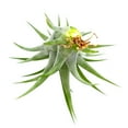 thumbnail image 3 of Tillandsia Brachycaulos Air Plant (4" Wide) - Curly Air Plant - Easy to Care Air Plant for Home Office - Best Air Plant for Beginners, 3 of 4