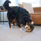 thumbnail image 5 of Juguete de peluche para perros Outward Hound Hedgehogz XL, 5 of 6