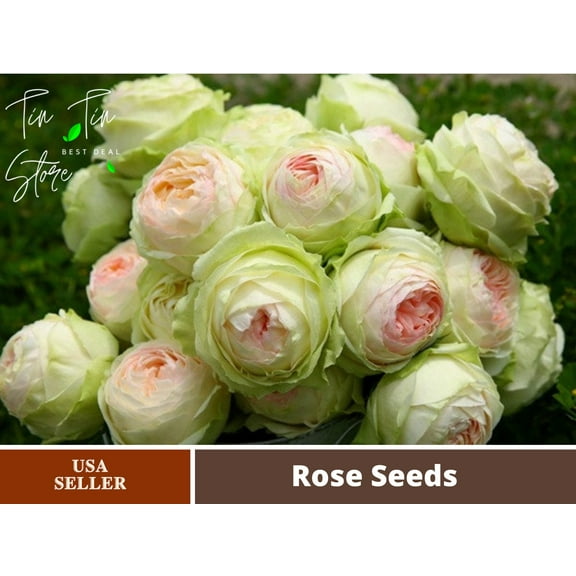 PEMDASGARDEN 30 Dancing Queen Rose Bush Plant Seeds