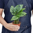 thumbnail image 3 of DecoraciOn Monstera Swiss Cheese Live Plant in 4" Pot, 3 of 4