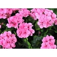 thumbnail image 4 of Morttic 2PCS 14'' Artificial Geraniums Silk Flowers Outdoor Garden Hanging Basket Porch Home Decor, 4 of 7