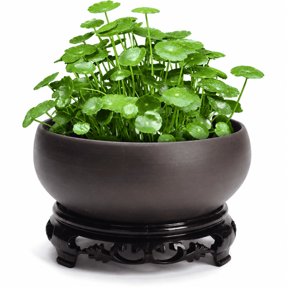 HUO Songmiao Ceramic Hydroponic Planter Bowl with Plastic Stand, Water Lily & Lotus Flower Pot for Indoor Outdoor Home Garden Decor, Brown