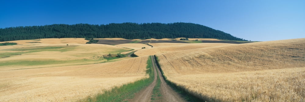Dirt Road Through W