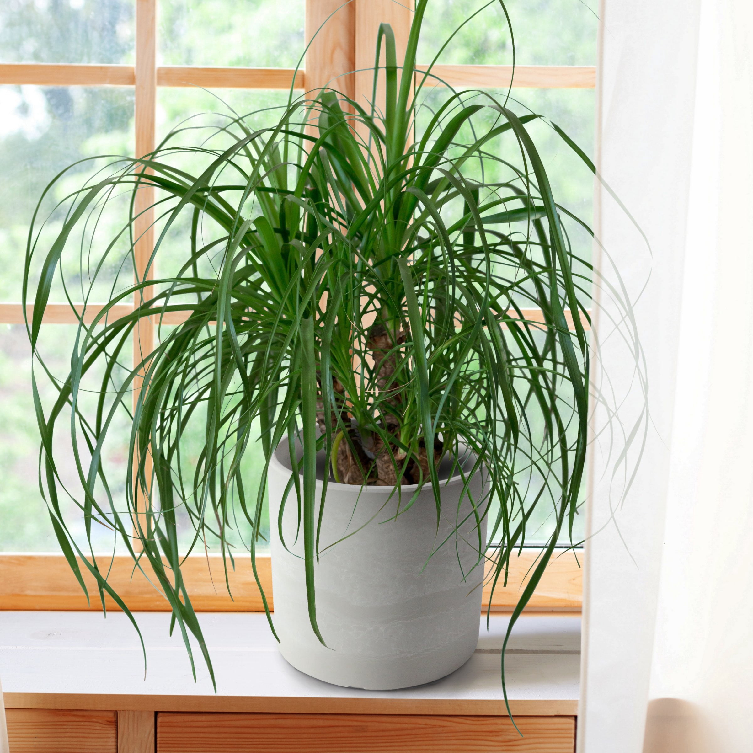 4 in. Ponytail Palm Plant in Grower Container (3-Pack)