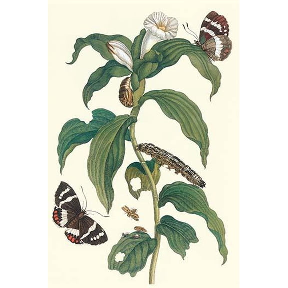 Ginger Plant with a Giant Sugar Cane Borer-Fine Art Canvas Print (20" x 30")