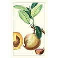thumbnail image 3 of Turpin 13x18 Black Modern Framed Museum Art Print Titled - Turpin Exotic Botanical II, 3 of 5