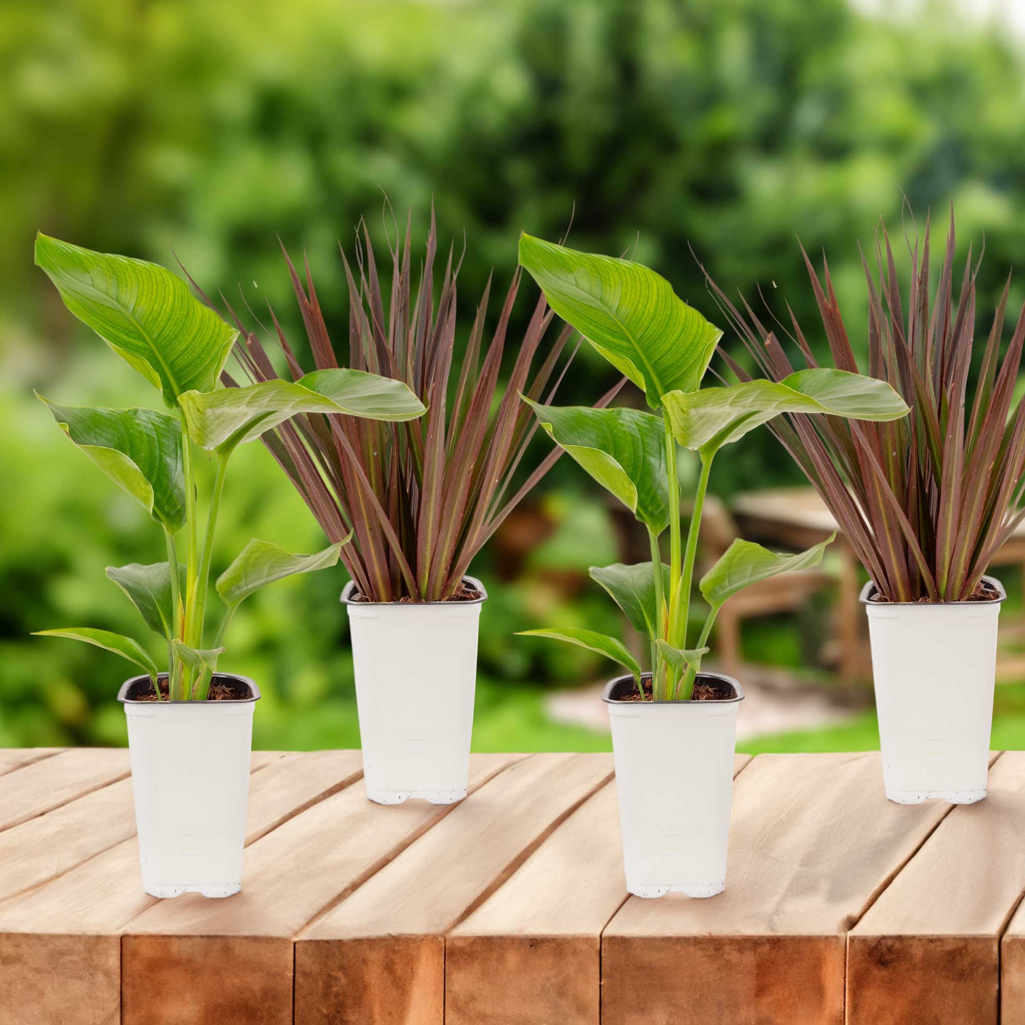 Island Blooms 16" White Bird and Dracaena Live Outdoor Plant in 1.5PT Grower Pot (4 Count)