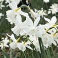 thumbnail image 4 of Easy to Grow Narcissus Daffodil Thalia 10 Plant Bulbs, Spring Zones 4-8, 4 of 4