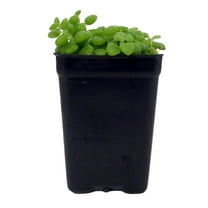 Pillow Plant - Plectranthus Prostratus - 2.5" Pot