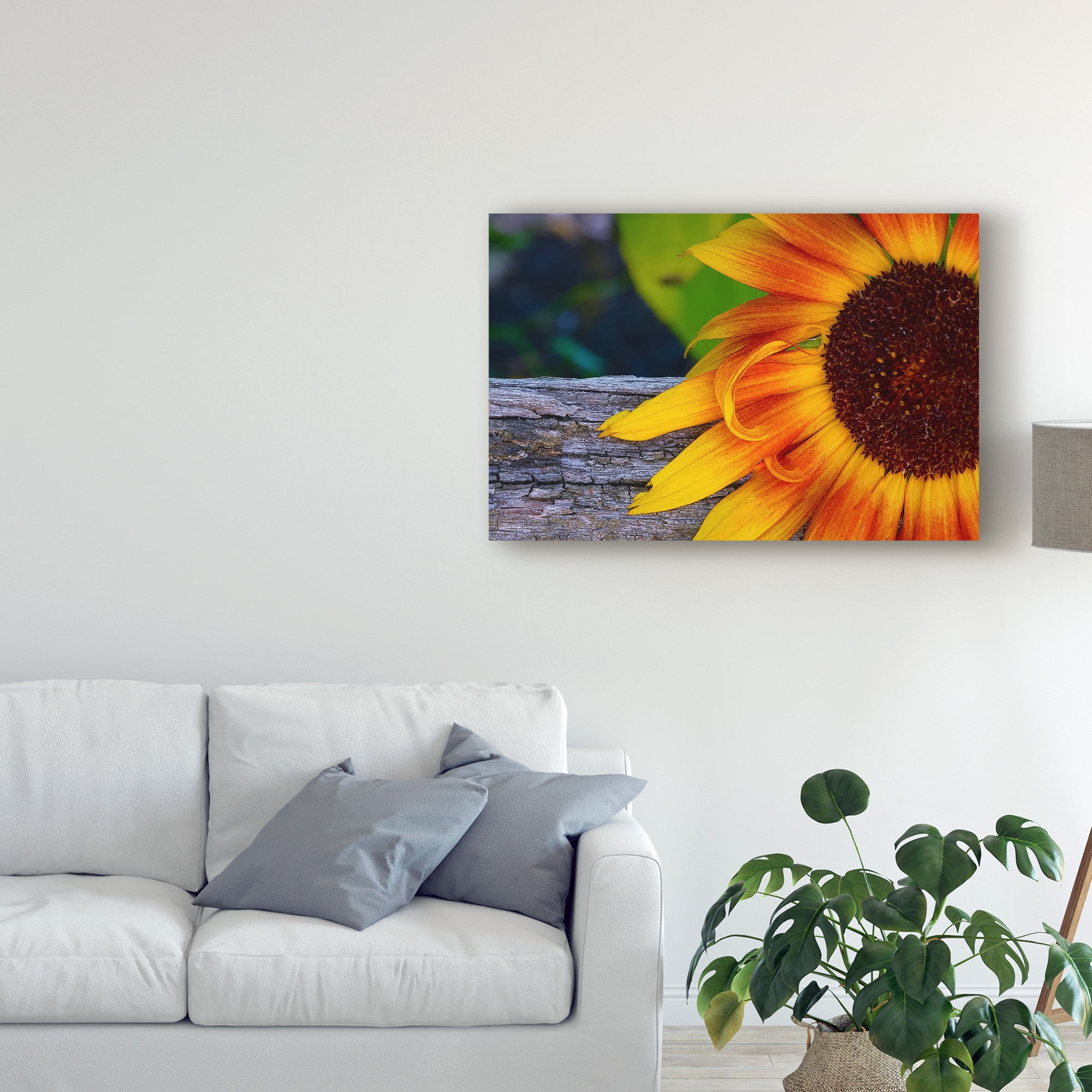 Trademark Fine Art 'Sunflower Close Up' Canvas Art by American School
