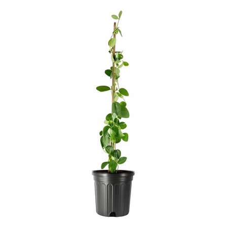Coral Honeysuckle | 1 Large Gallon Size Plant | Lonicera sempervirens | Flowering Vining Plants for Arbors | Native Climbing Plant for Fences and Trellises