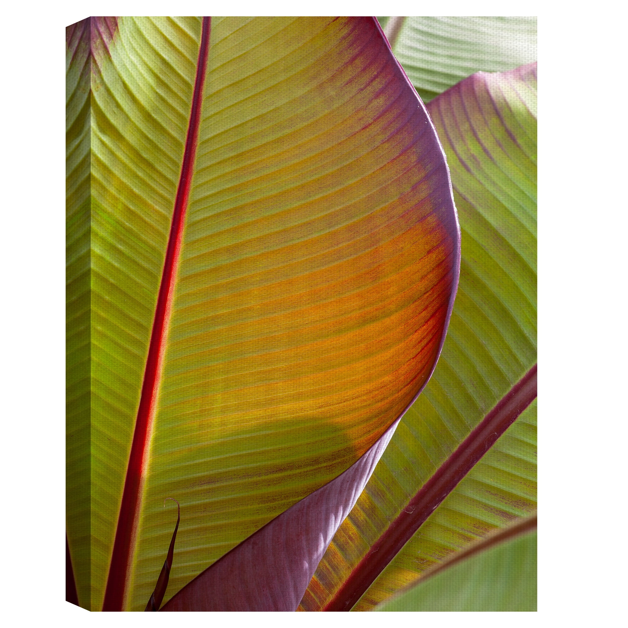 Masterpiece Art Gallery Fall Leaf Study II, IV by Robin Constable Hanson Floral Canvas Photo Art Print Set of 2 (18" x 24")