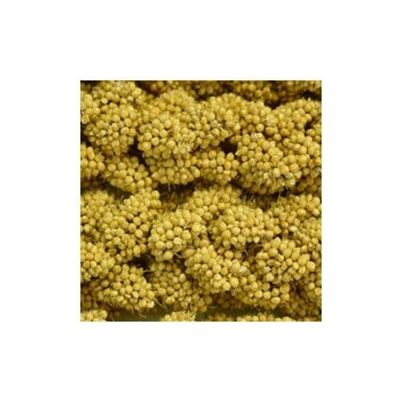 Millet Bird - Higgins Spray Millet Bird Treat, 5 Lb