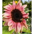 thumbnail image 4 of TomorrowSeeds - Ruby Eclipse Sunflower Seeds - 30+ Count - For 2026 Planting Pink Sunflowers, 4 of 8