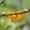 Orange, variant on Training Clips Adjustable Low Stress Training Benders for Hydroponic Branch Support and Garden Canopy Shaping