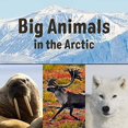 thumbnail image 1 of Big Animals in the Arctic (English) (Nunavummi), 1 of 2