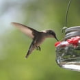 thumbnail image 4 of Comedero para Colibríes Fiudx Liquidación de Ofertas Flash Tres Puertos, 4 of 7