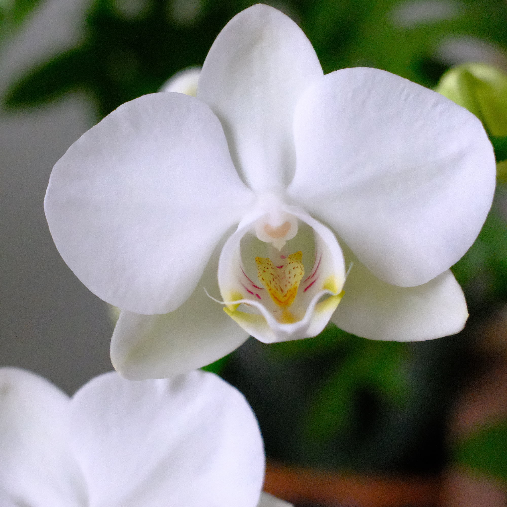 Element White Live Orchid Decor (Approx 16" Tall) in 3.5" Blue & White Planter