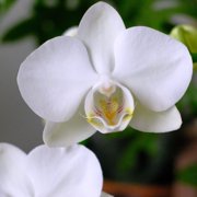 Element White Live Orchid Decor (Approx 16 Tall) in 3.5 Blue & White Planter