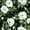 Olive Black Sage, variant on Manfei Vintage Peony Bloom Twin Quilt Set 2 Pieces,Oriental Floral Twin Coverlet Set,1 Bedspread and 1 Pillowcase