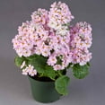 thumbnail image 2 of Outsidepride Fairy Primrose Pink - 2000 Seeds, 2 of 2