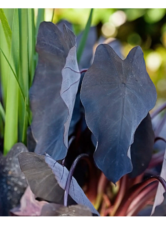 Elephant Ear Bulbs in Plant Bulbs