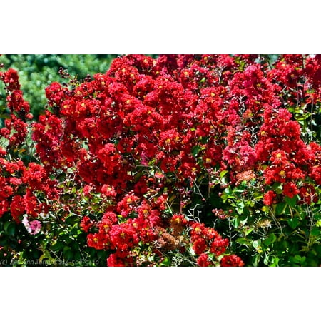 Dynamite Red Ornamental Flowering Crape Myrtles - 4 Live Plants - Quart Containers - 1 Foot Tall - Plant in Landscape and