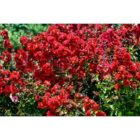 Dynamite Red Ornamental Flowering Crape Myrtles - 4 Live Plants - Quart Containers - 1 Foot Tall - Plant in Landscape and (Best Flowering Plants For Partial Shade)