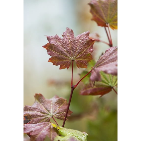 Vine Maple grows in Lewis and Clark National Historic Park; Astoria Oregon United States of America