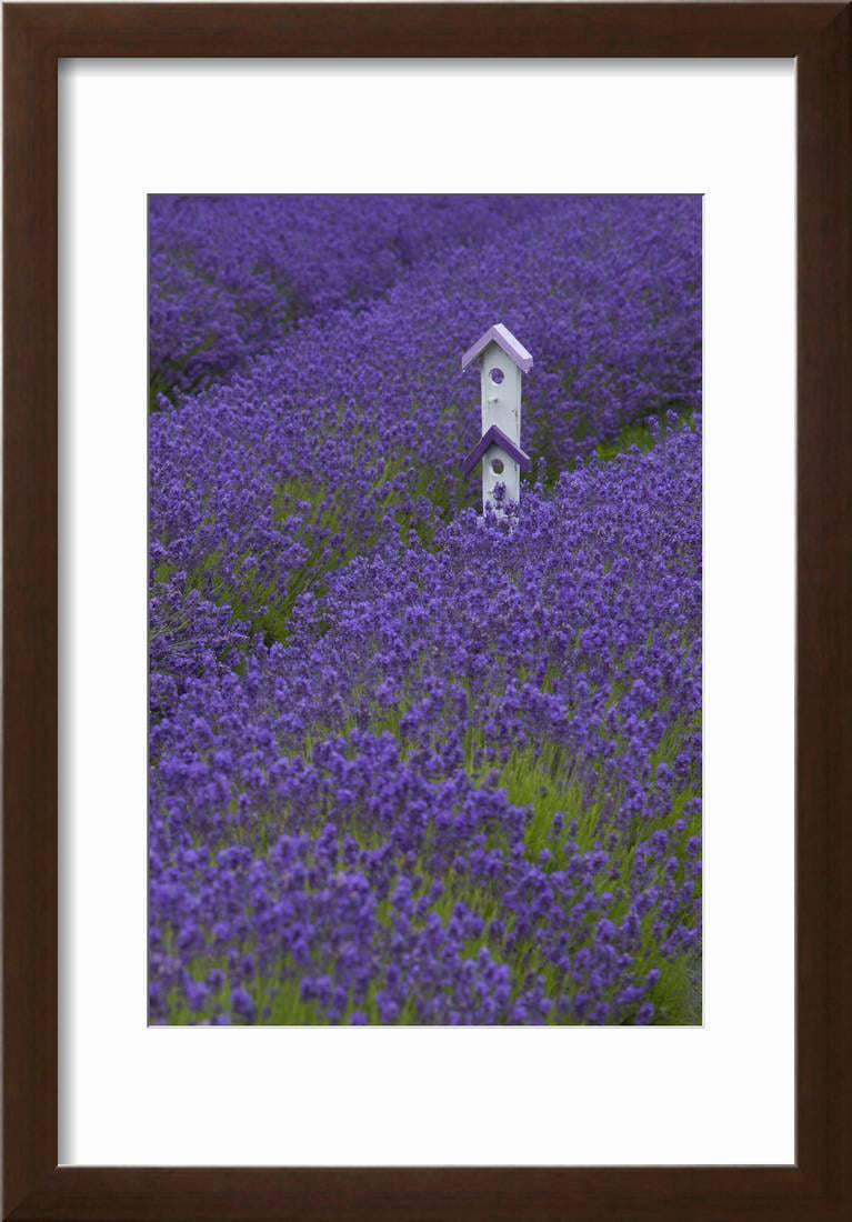 Wall Art Canvas Picture Print Purple Lavender Farm in Sequim WA 3.2 