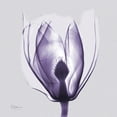 thumbnail image 3 of Koetsier, Albert 20x20 Black Modern Framed Museum Art Print Titled - Purple Tulip Bud on Purple, 3 of 5