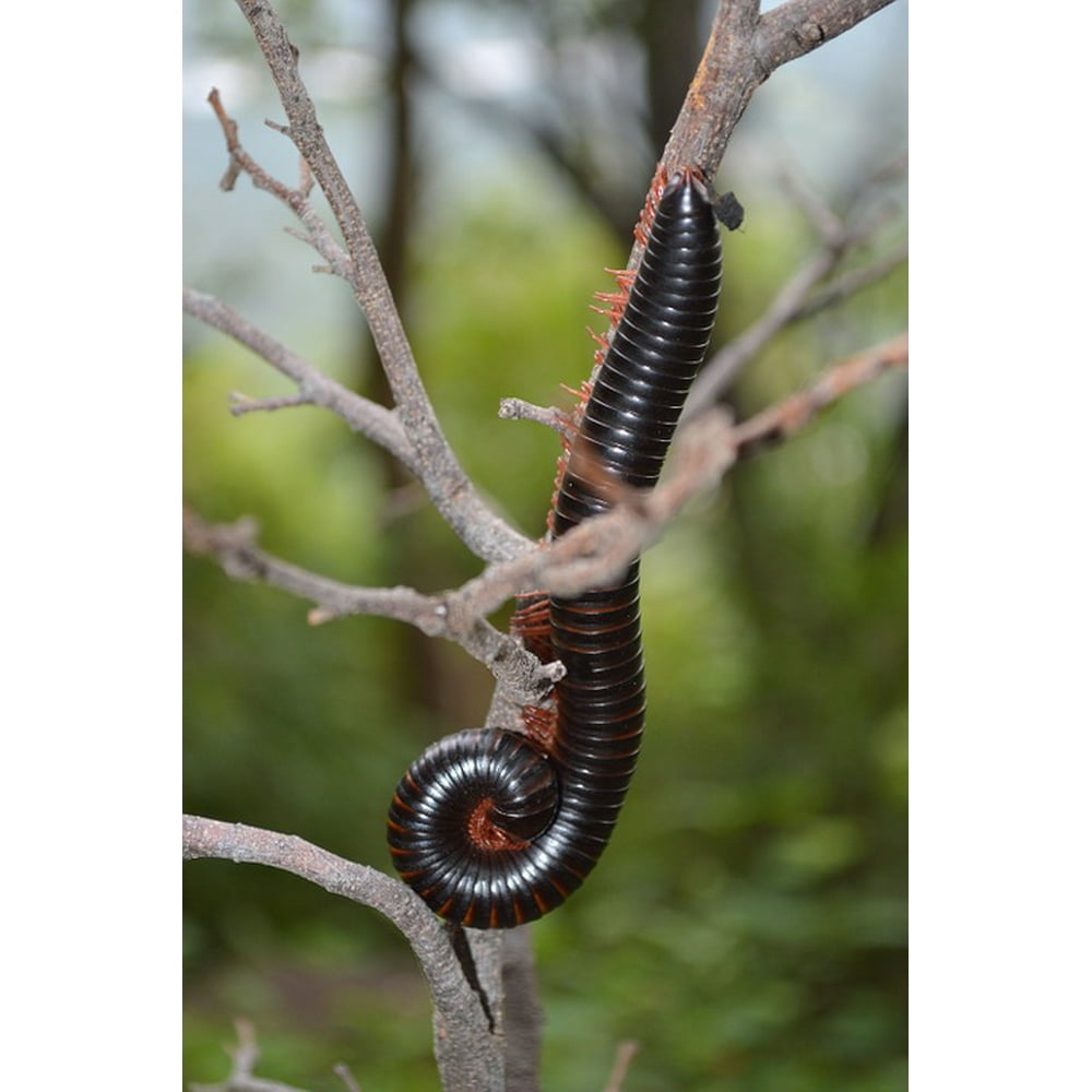 Black Asia Insect Pest Bug Worm Exotic Red Worm-12 Inch By 18 Inch