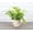 Green/White, variant on Live Marble Queen Pothos Plant - 4" Decorative Eco Pot - Natural