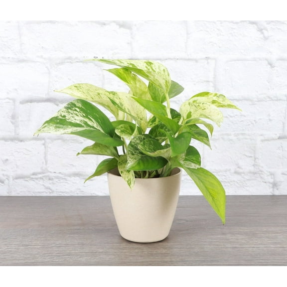 Live Marble Queen Pothos Plant - 4" Decorative Eco Pot - Natural
