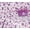 Purple, variant on Owl Pink 2-Piece Kids Quilt Set, Twin, Purple Solid Print