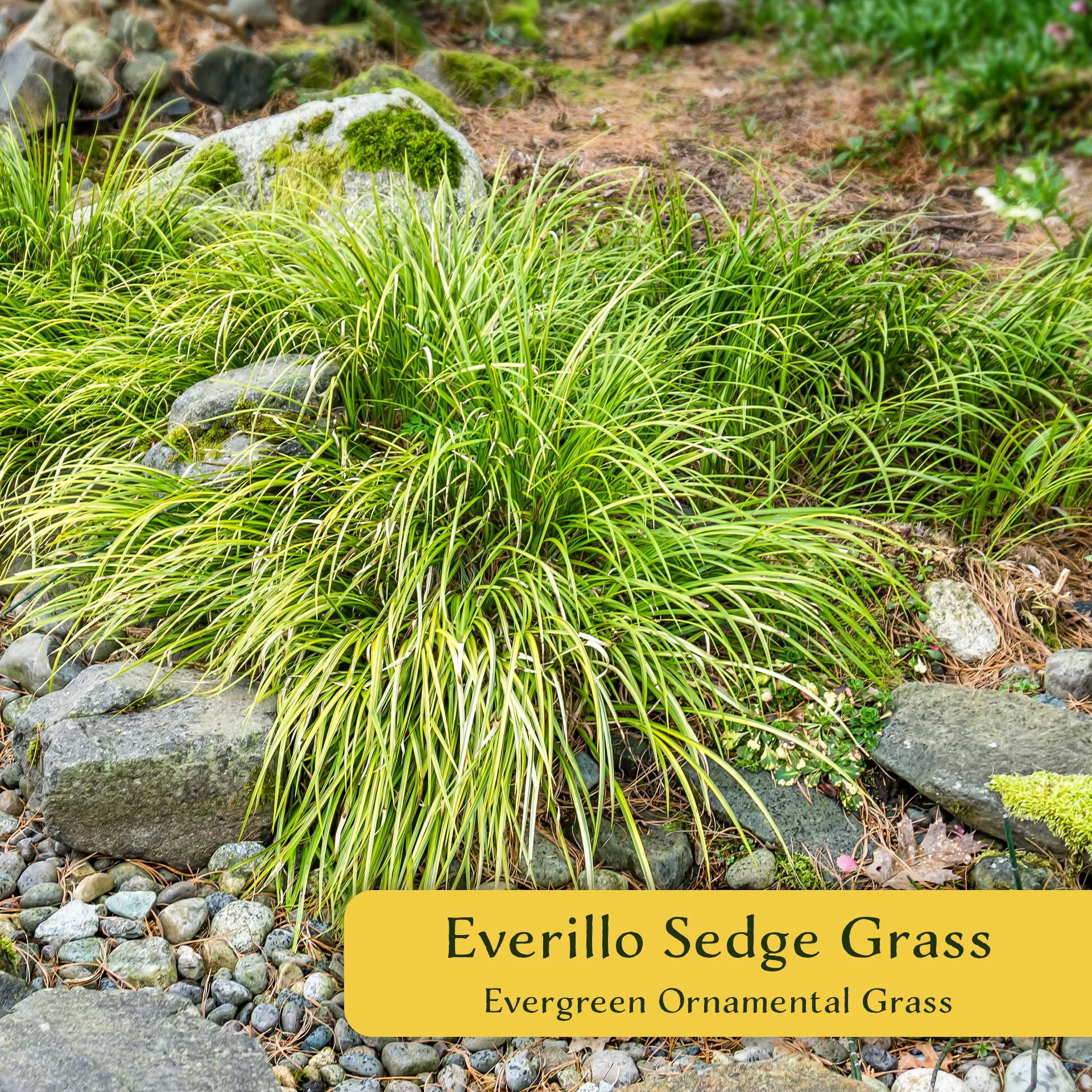 6 Everillo Sedge Grass – Evergreen Clumping Ornamental Grass with Arching Golden Foliage for Shade, Borders & Containers (Carex oshimensis ‘Everillo’) in 3.5″ Cubes, Live Plants
