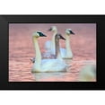 thumbnail image 2 of Fitzharris, Tim 18x13 Black Modern Framed Museum Art Print Titled - Trumpeter Swans at Twilight-Arkansas I, 2 of 5