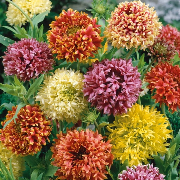 Eden Brothers Indian Blanket Seeds - Lorenziana Mix