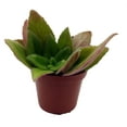 thumbnail image 4 of JV's FuMed Asian Violet - Primulinia - 2.5" Pot - Collector's Series, 4 of 4