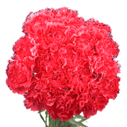 100 Stems of Hot Pink Carnations- Beautiful Fresh Cut Flowers- Express Delivery