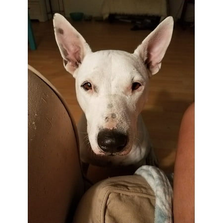 - Laminated Poster Bull-Terrier English Bull Terrier Terrier Dog Poster Print 11 x 17
