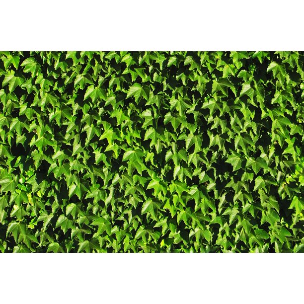 Green Plant Leaves Pattern Vine Texture Leaf 12 Inch By 18 Inch Laminated Poster With Bright Colors And Vivid Imagery Fits Perfectly In Many Attractive Frames Walmart Com Walmart Com