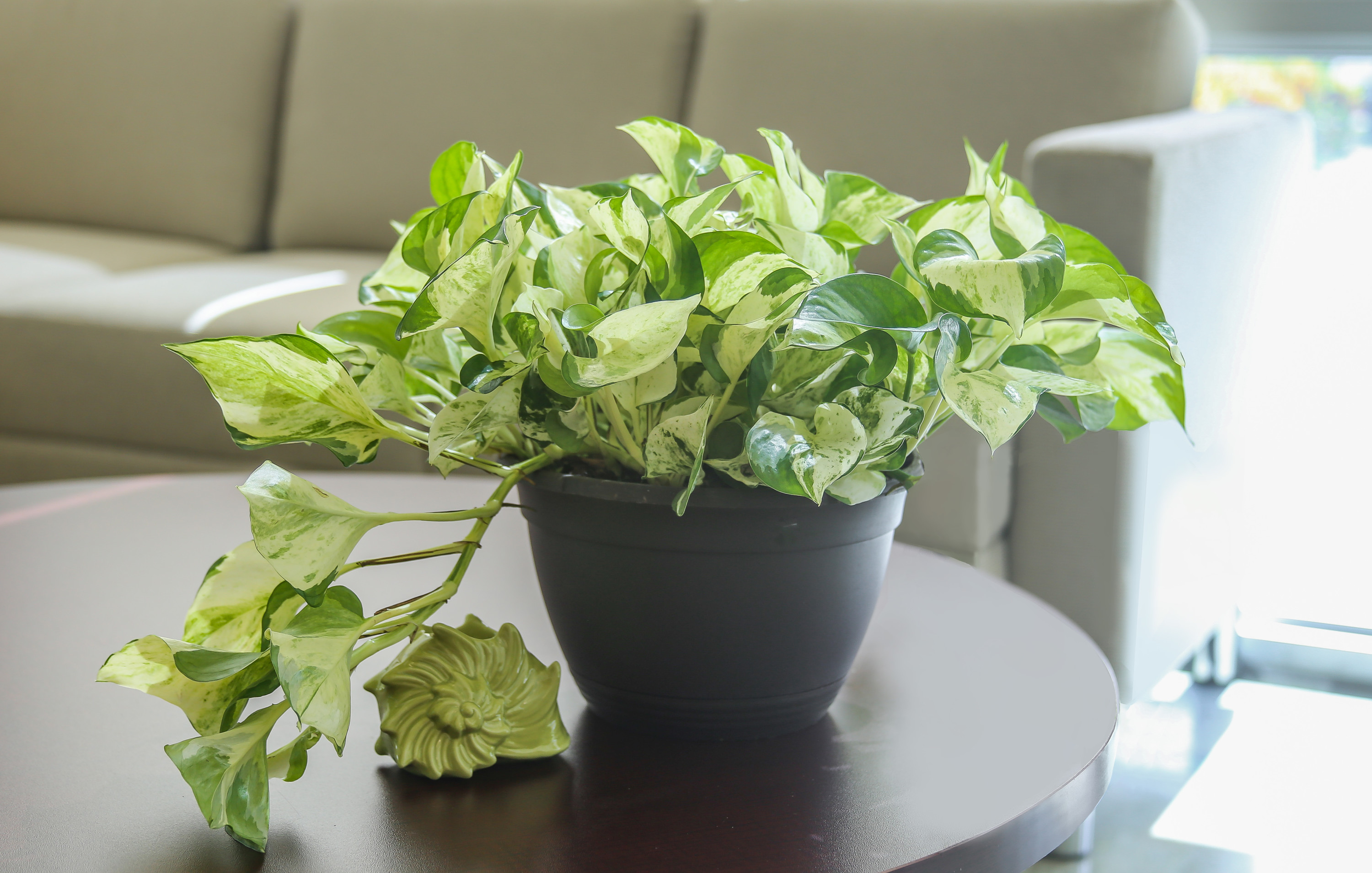 Costa Farms Live Indoor 10in. Tall Devil's Ivy Pothos; Medium, Indirect Light Plant in 6in. Grower Pot - image 5 of 11