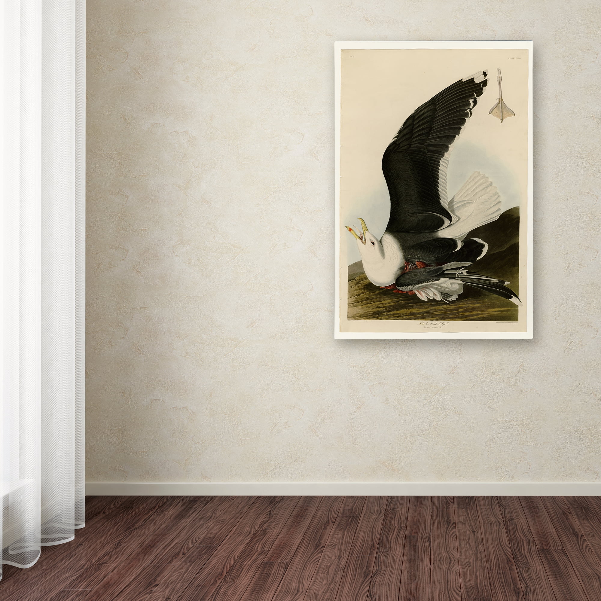Trademark Fine Art 'Black Backed Gullplate 241' Canvas Art by Audubon