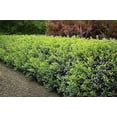 thumbnail image 2 of Burfordi Holly | 5 Quart Size Plants | Ilex Cornuta | Fast Growing Evergreen Shrubs, Privacy Hedge Plants, Dark Green Foliage, Low Maintenance Landscaping, Ideal for Hedges and Borders, 2 of 6