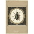 thumbnail image 2 of Waltz, Anne 17x24 White Modern Wood Framed Museum Art Print Titled - Scarabee, 2 of 4