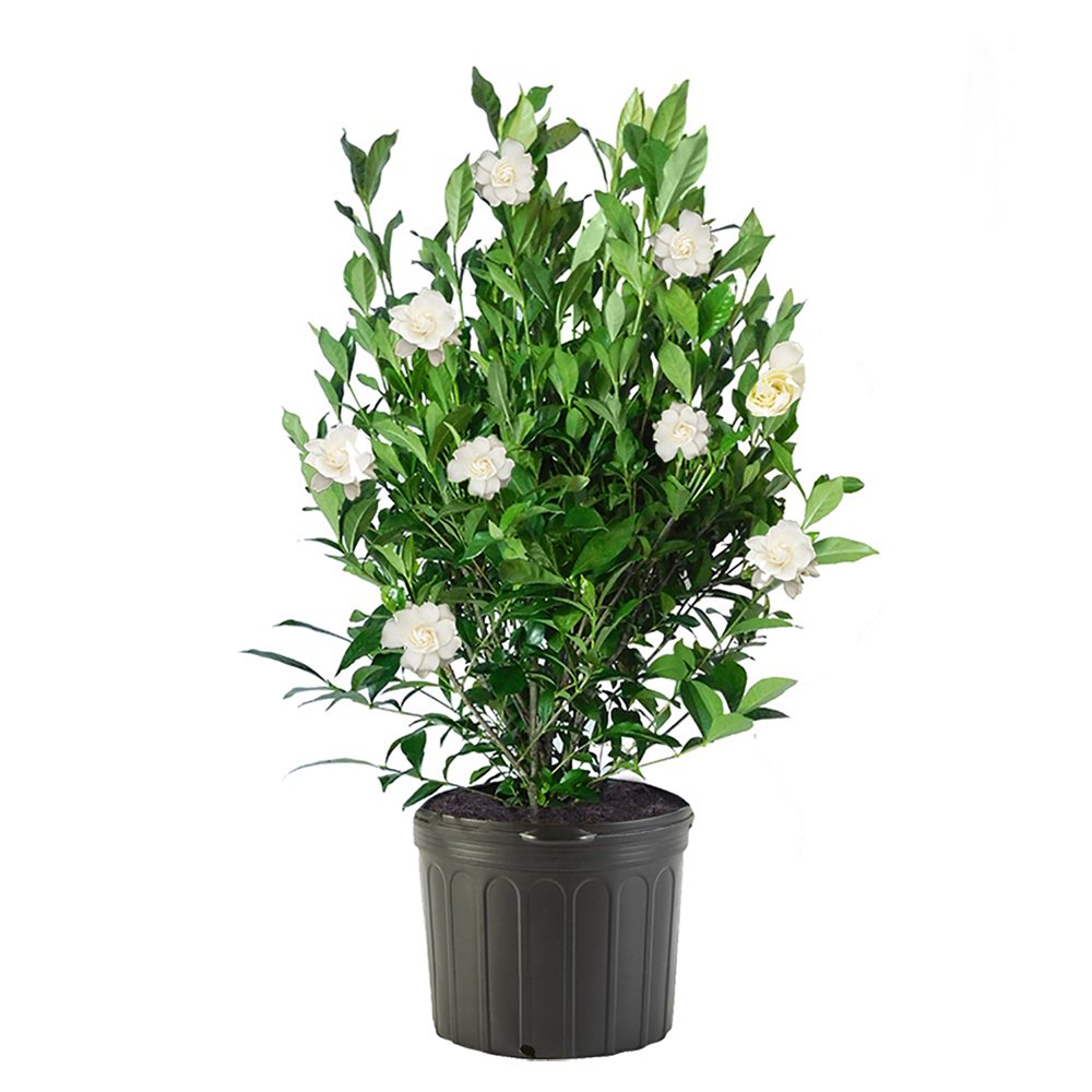Gardenia August Beauty Live Shrubs with Fragrant White Flowers